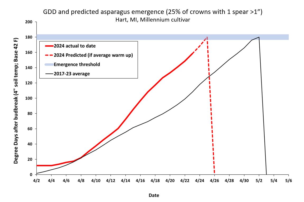Line graph showing GDD and predicted asparagus emergence.